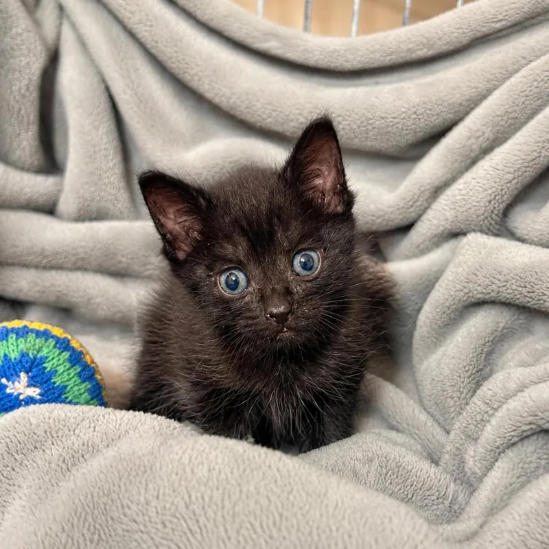 A baby small-sized male Black Domestic Short Hair cat named Mr. Mole for adoption in Columbus, GA