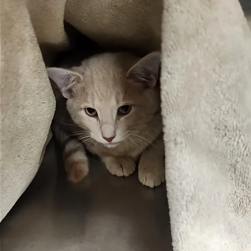 A baby small-sized female Orange / Red Domestic Short Hair cat named Frito for adoption in Bedford, NH