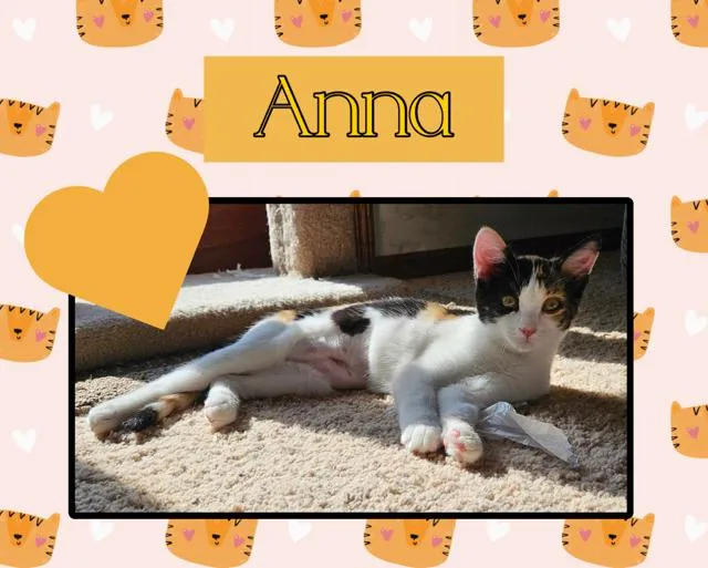 A baby medium-sized female Calico Domestic Short Hair cat named Anna for adoption in Kearney, NE