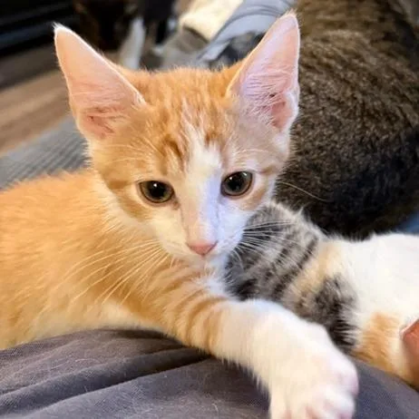 A baby small-sized male Domestic Short Hair cat named Ferris Wheel for adoption in Woodstock, GA