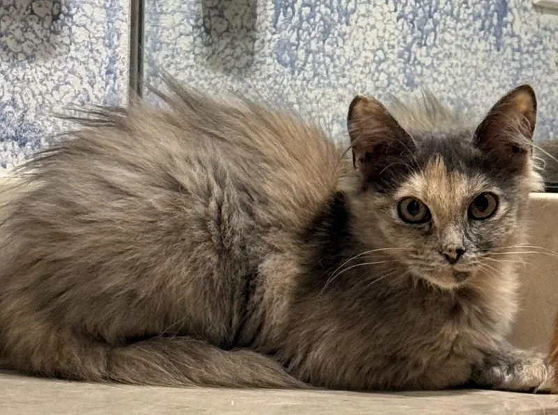 A baby medium-sized female Domestic Medium Hair cat named Angel for adoption in Oviedo, FL