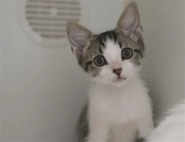 A baby medium-sized male Domestic Short Hair cat named Pants for adoption in Salinas, CA