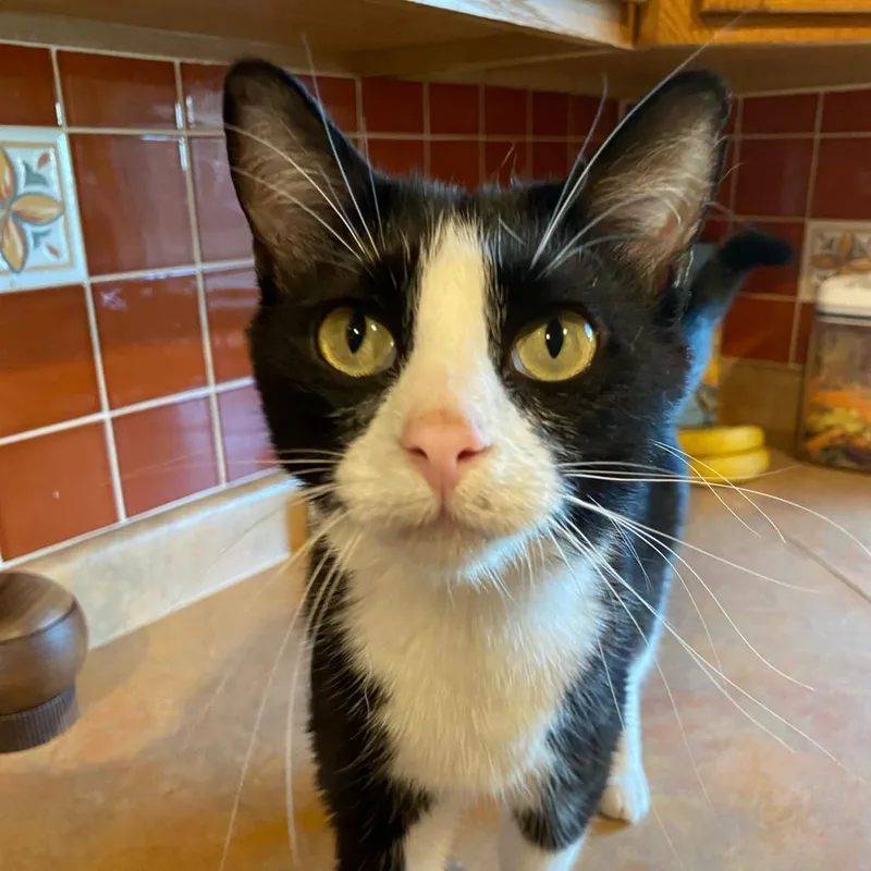 An adult medium-sized female Black Domestic Short Hair cat named Tulip for adoption in Sheridan, WY
