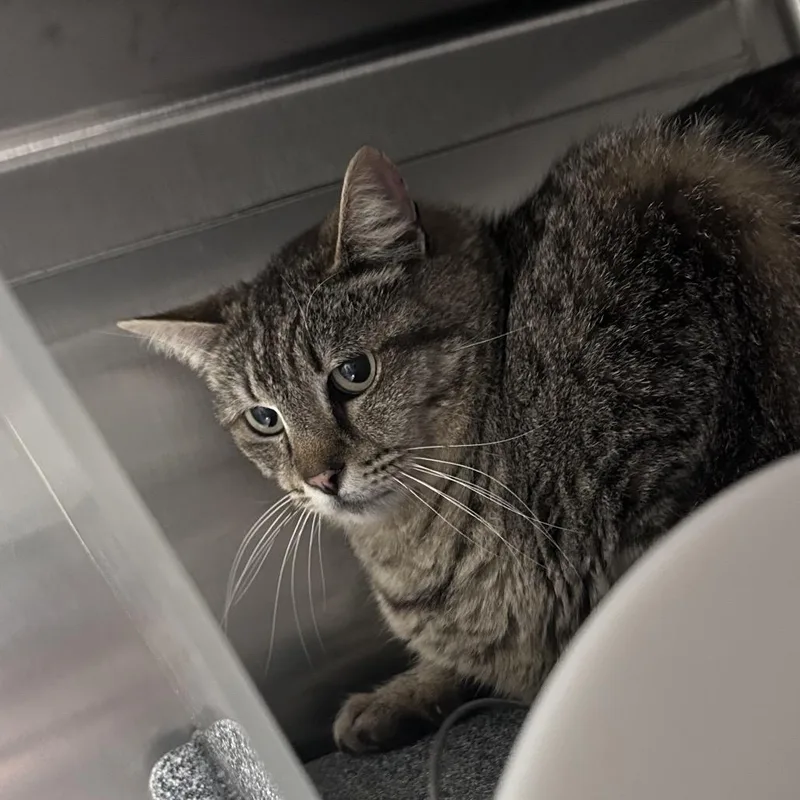An adult large-sized male Brown / Chocolate Domestic Short Hair cat named Baymax for adoption in Greenville, SC