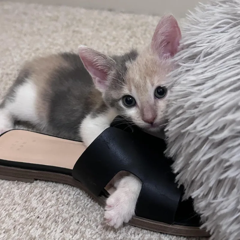 A baby small-sized female Calico Domestic Short Hair cat named Kate C for adoption in Prosper, TX