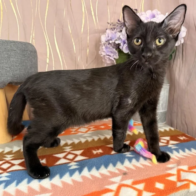 A baby small-sized male Black Domestic Short Hair cat named Bat for adoption in Long Beach, MS