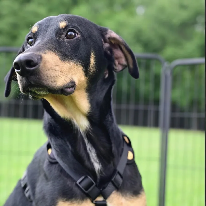 A young large-sized female Doberman Pinscher dog named Strawberry for adoption in Liverpool, TX