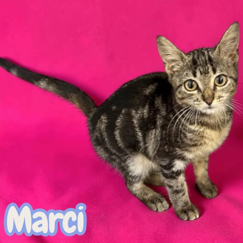 A baby medium-sized female Domestic Short Hair cat named Marci for adoption in Sorrento, LA