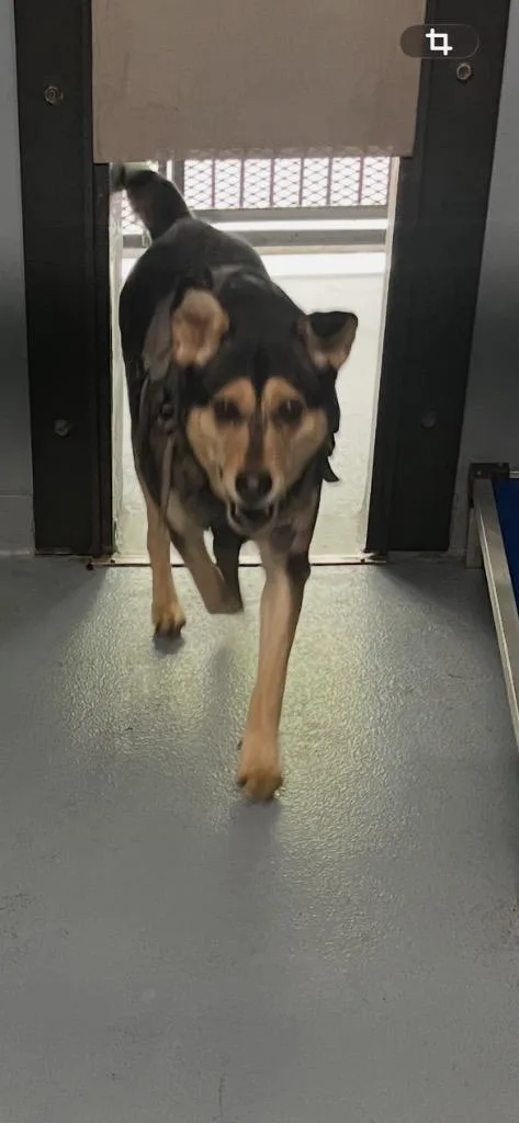 A senior medium-sized female German Shepherd Dog dog named Xenna for adoption in Cartersville , GA