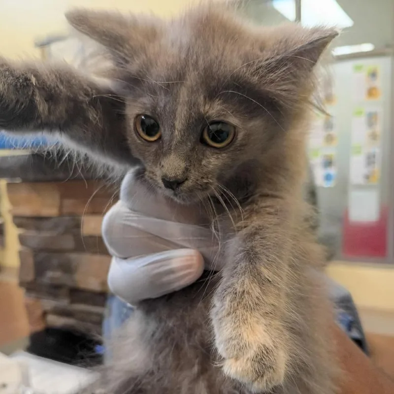 A baby small-sized female Gray / Blue / Silver Domestic Long Hair cat named Montecito for adoption in Lynchburg, VA