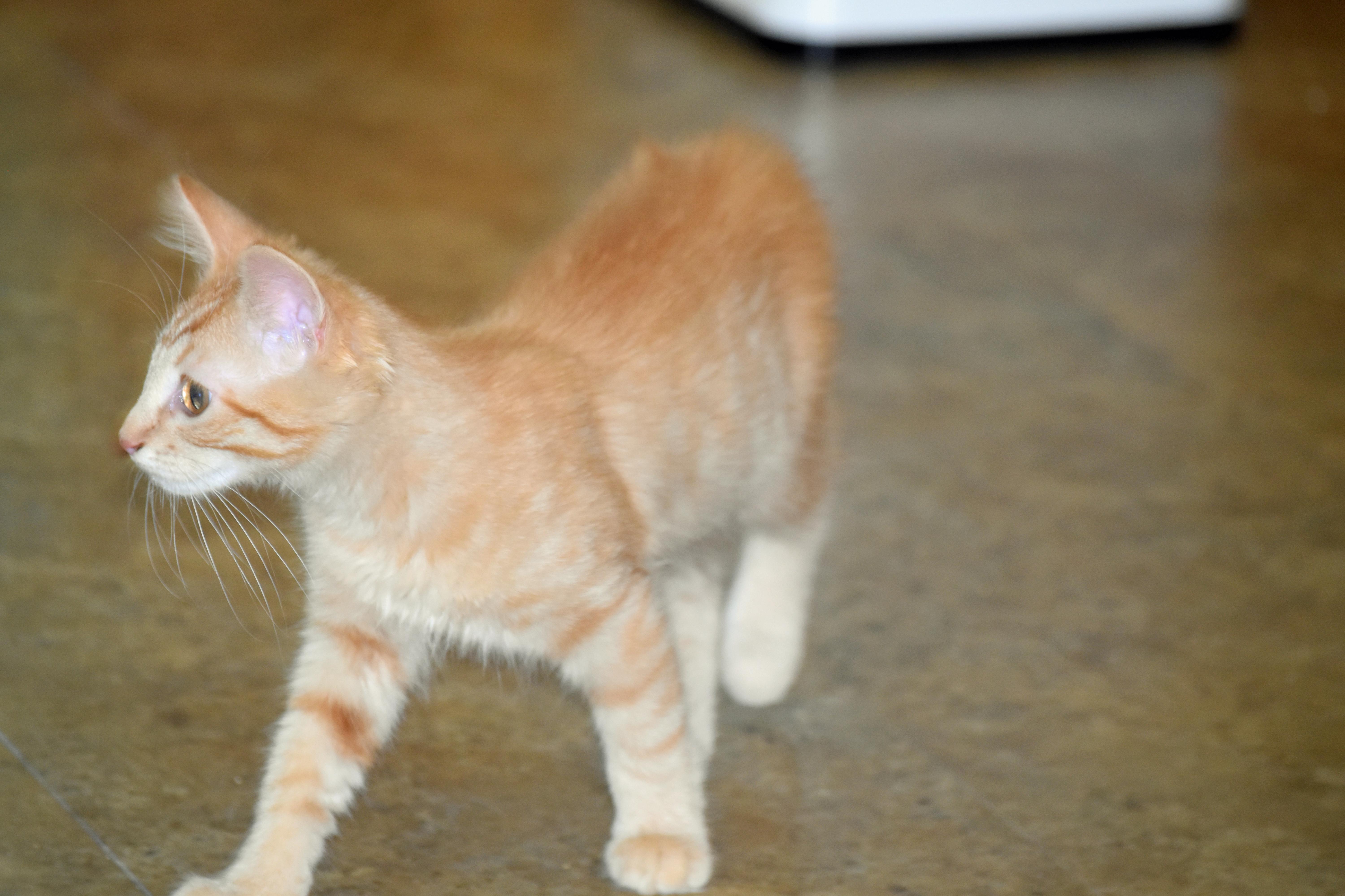 Garfield thumbnail 2