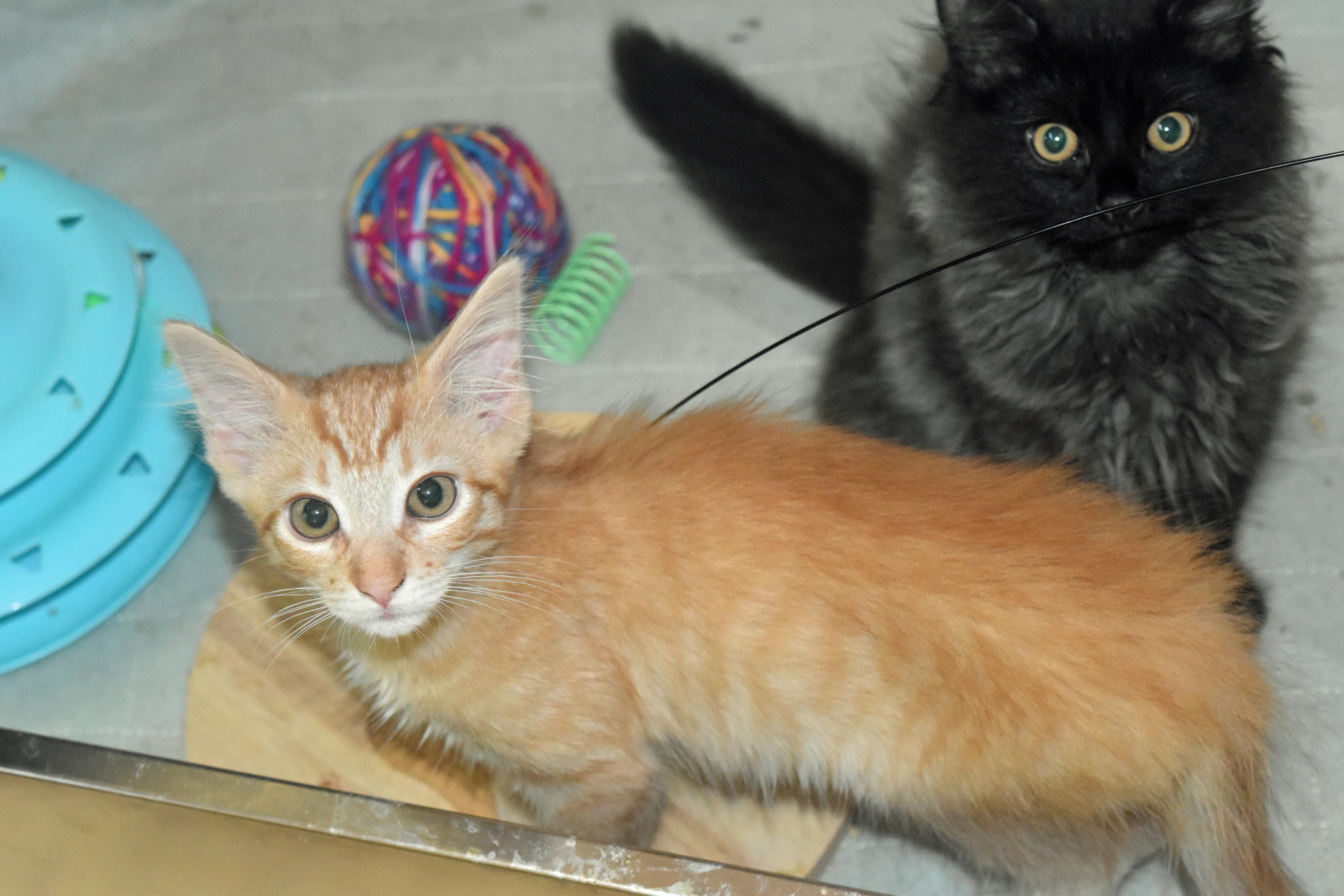 Garfield thumbnail 3