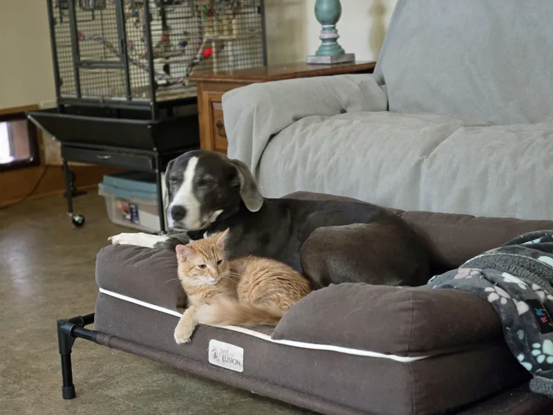 Garfield thumbnail 5