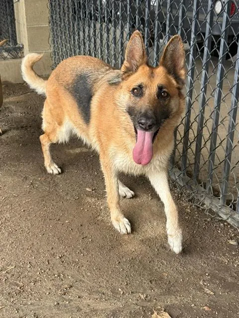 An adult large-sized female German Shepherd Dog dog named Lucille for adoption in Riverside, CA