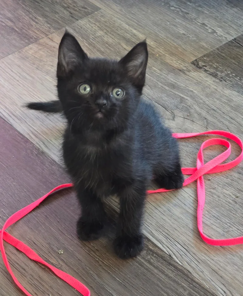 A baby small-sized male Domestic Short Hair cat named Smoke for adoption in Long Beach, CA
