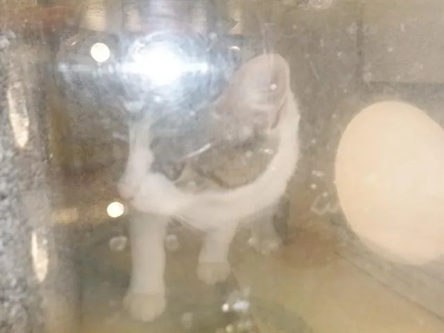 A young medium-sized male Domestic Short Hair cat named Sprinkle for adoption in San Jose, CA
