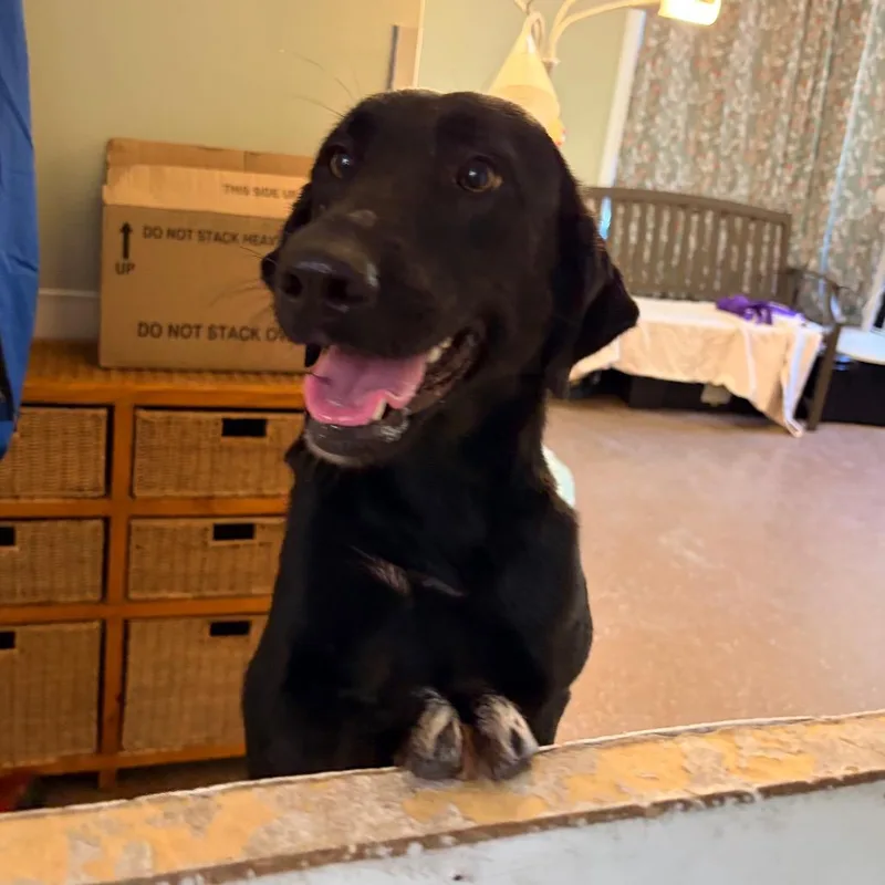 An adult medium-sized female Black Labrador Retriever dog named Madra for adoption in Belleville, IL
