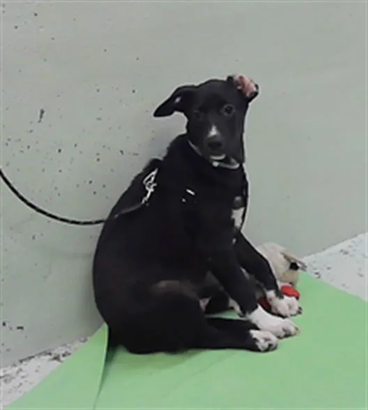 A baby small-sized male Labrador Retriever dog named Hannibal for adoption in Houston, TX
