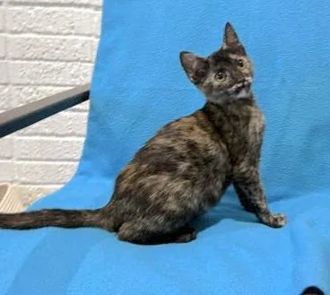 A baby medium-sized female Tortoiseshell Domestic Short Hair cat named Phoebe for adoption in Houston, TX