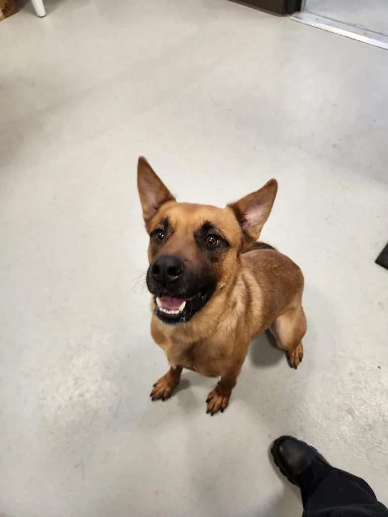 A young medium-sized male German Shepherd Dog dog named Ollie for adoption in Minneapolis, MN