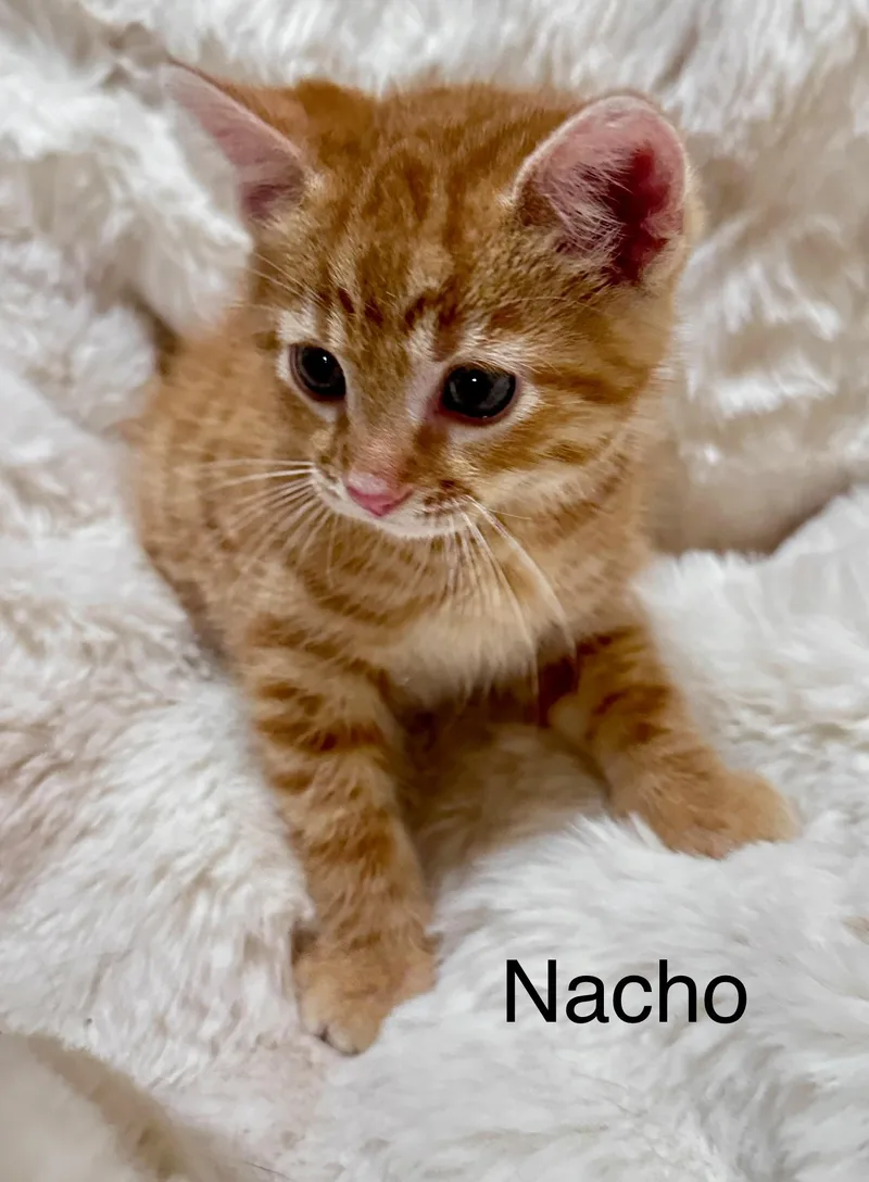 A baby medium-sized male Orange & White Domestic Short Hair cat named Nacho for adoption in South Elgin, IL