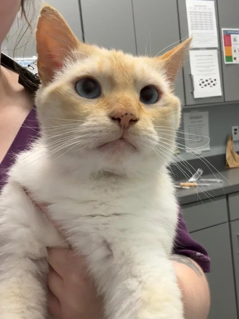 A young medium-sized male Siamese cat named Toasty for adoption in Bloomington, IN