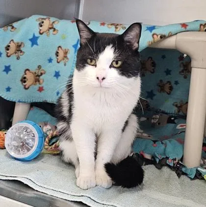 An adult small-sized male Domestic Short Hair cat named Marvin for adoption in Scotia, NY
