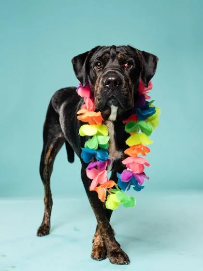 An adult large-sized male Mixed Breed dog named Cold Play for adoption in Atlanta, GA