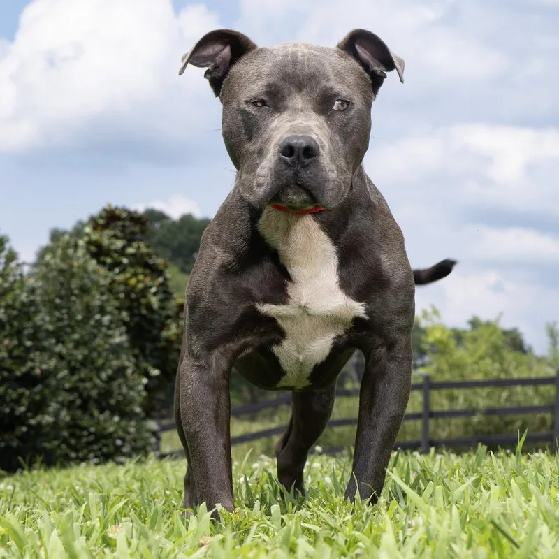 An adult medium-sized male Gray / Blue / Silver Mixed Breed dog named Bodie for adoption in Franklin, TN
