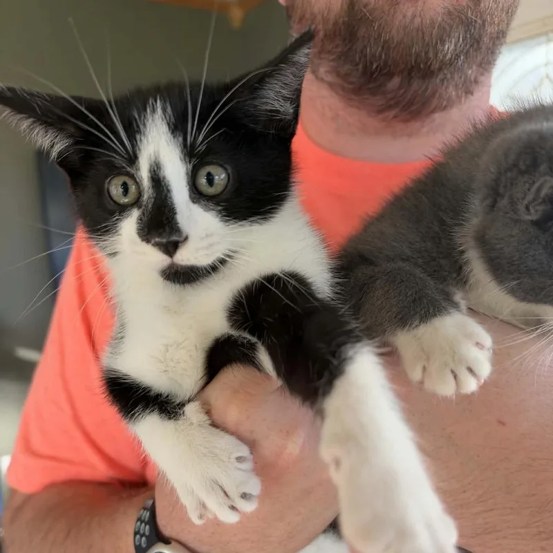 A baby small-sized female Black Domestic Short Hair cat named Jane for adoption in Milan, IL