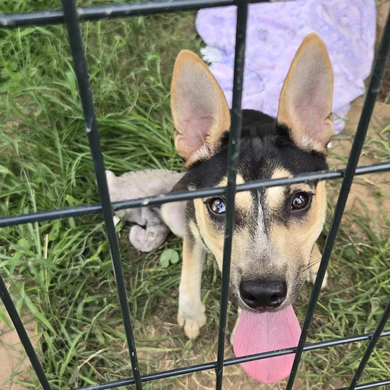 Bibi