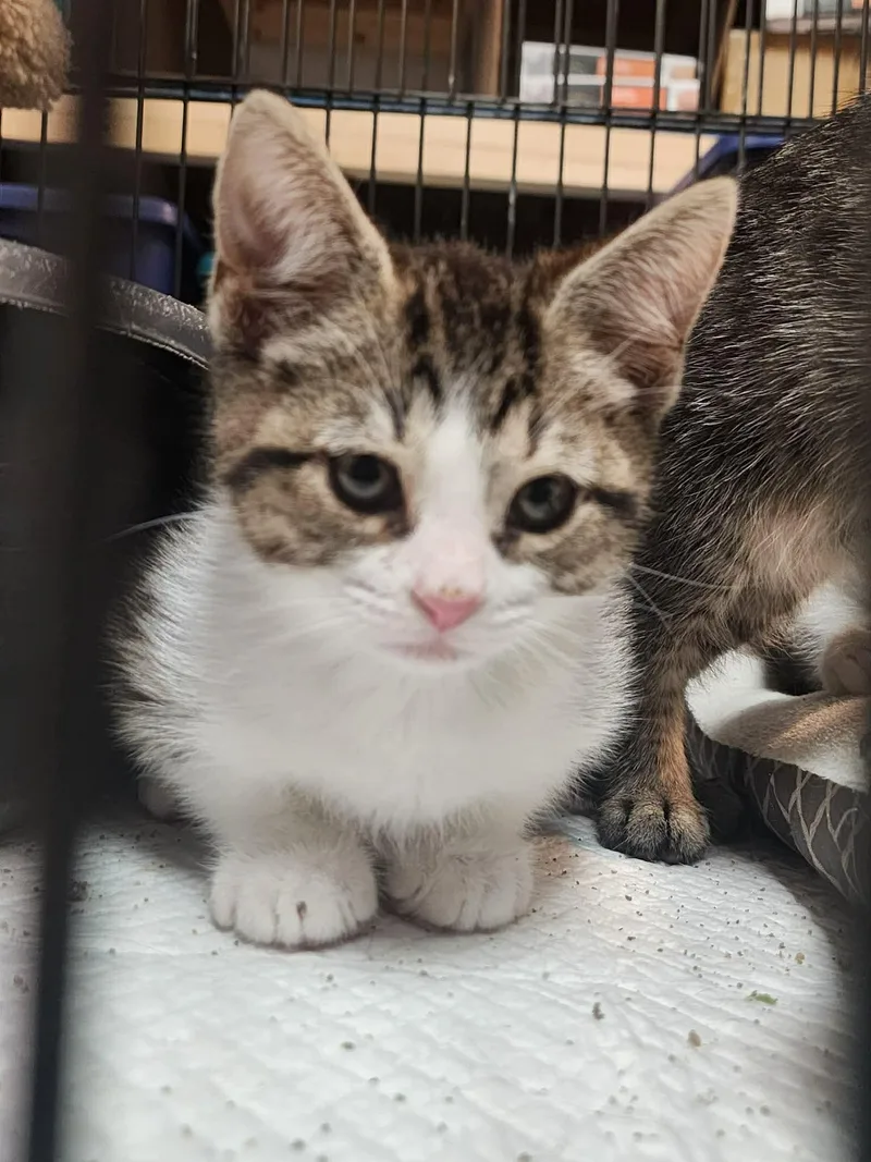 A baby medium-sized female Domestic Short Hair cat named Victoria for adoption in Gettysburg, PA