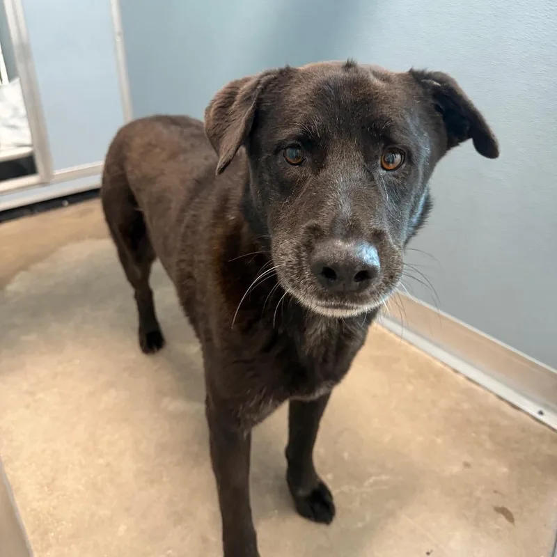 An adult medium-sized male Australian Shepherd dog named Banjo for adoption in Tampa, FL