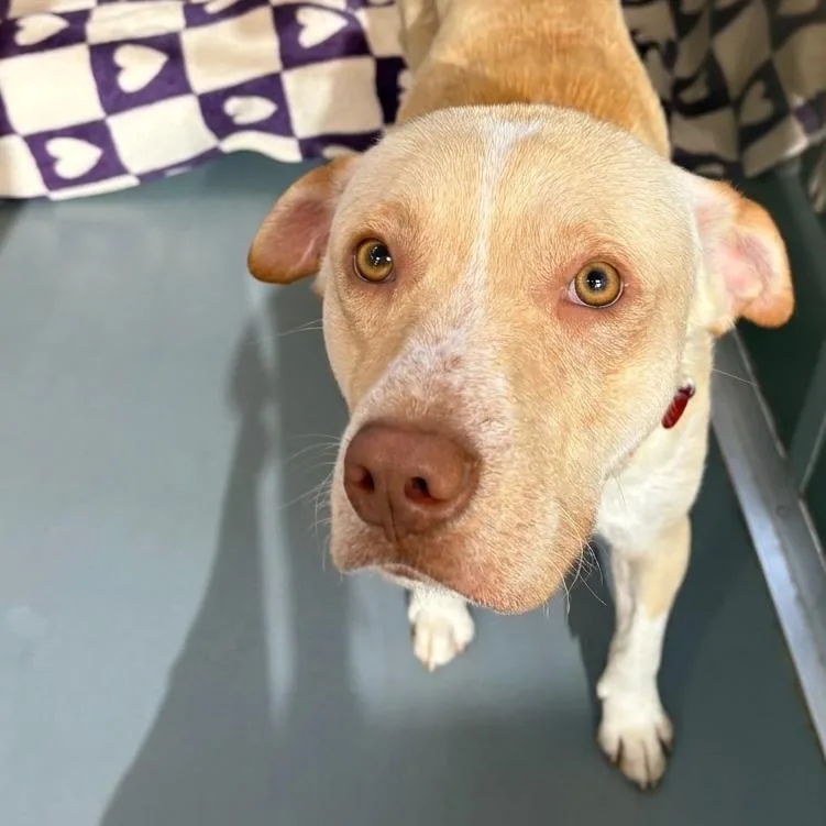 A young medium-sized male Yellow / Tan / Blond / Fawn Mixed Breed dog named Lloyd Christmas for adoption in Wheeling, IL