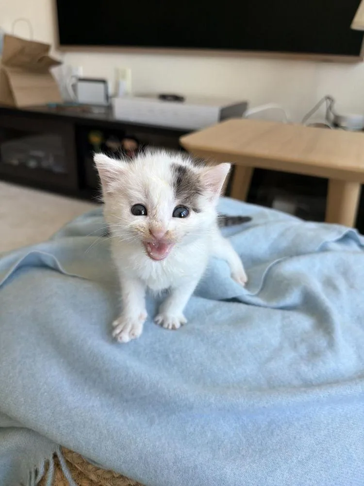A baby small-sized female White Domestic Short Hair cat named Pizza Planet for adoption in Alexandria, VA
