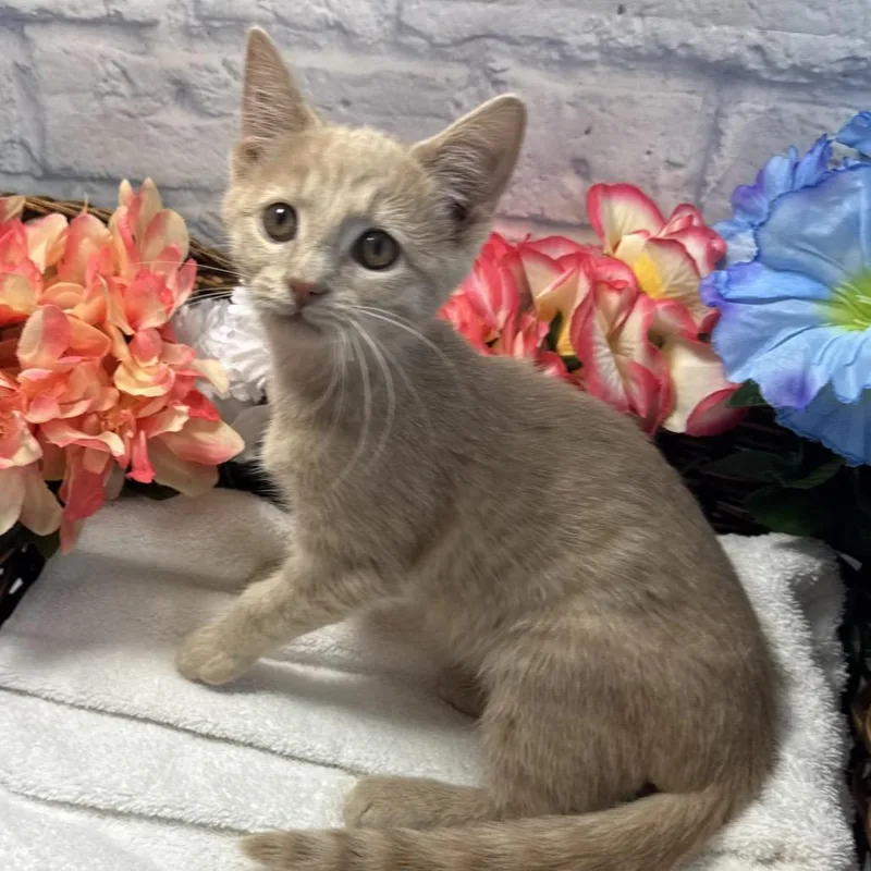 A baby medium-sized male Buff / Tan / Fawn Domestic Short Hair cat named Oliver for adoption in Harrisonburg, VA