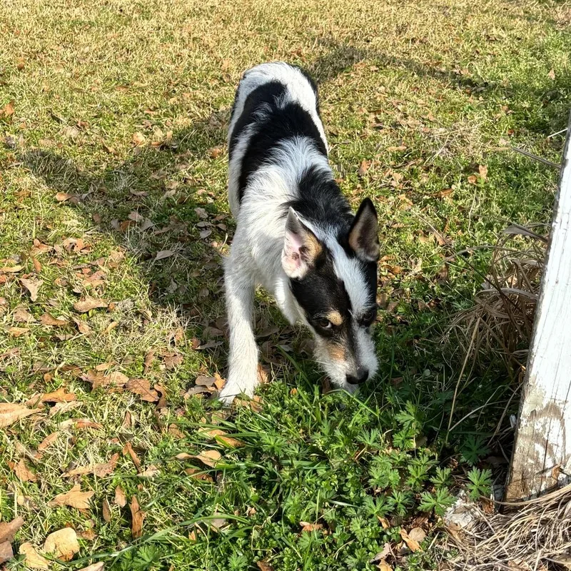 A young medium-sized male Black Australian Cattle Dog / Blue Heeler dog named Jack for adoption in Anderson, TX