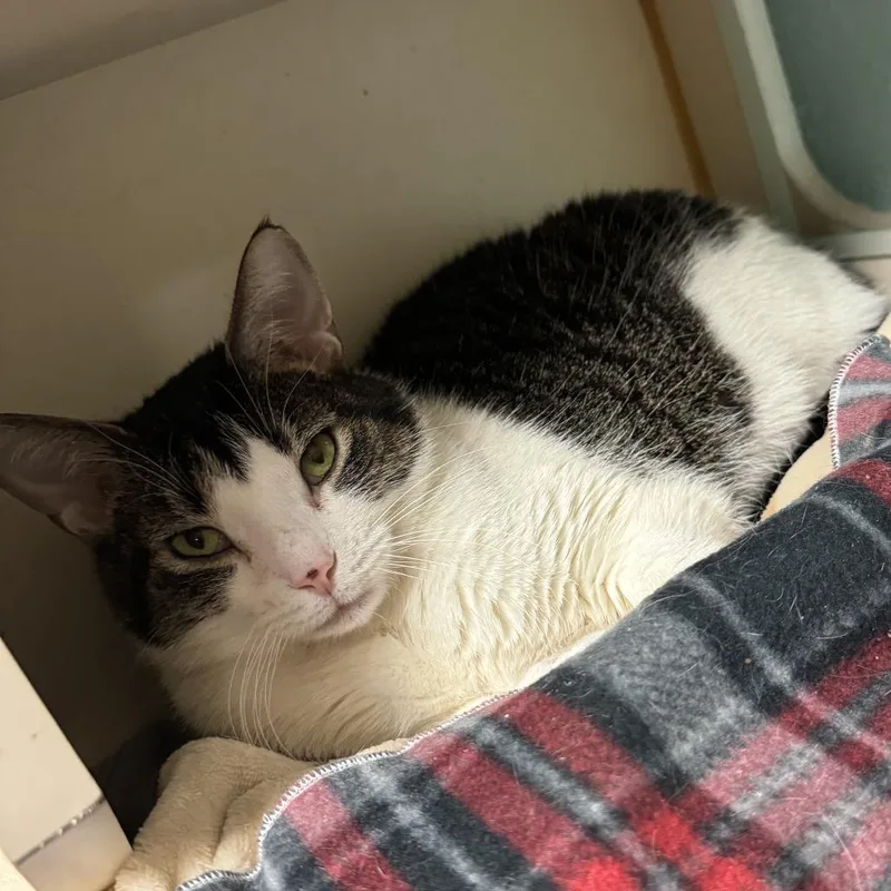 An adult medium-sized female White American Shorthair cat named Marble for adoption in South Elgin, IL
