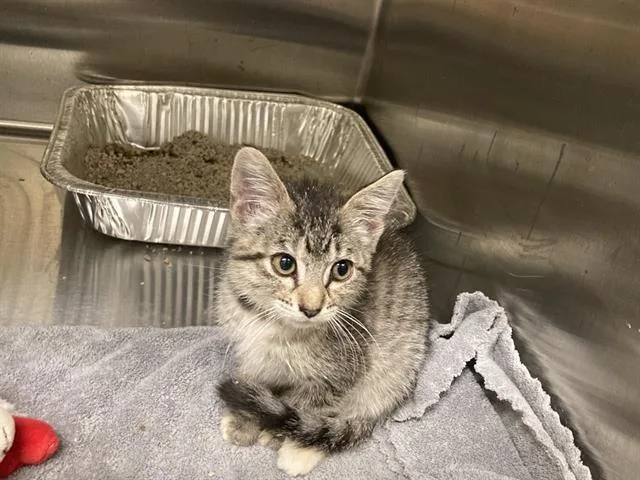 A baby small-sized female Domestic Short Hair cat named Frenzy for adoption in Tustin, CA