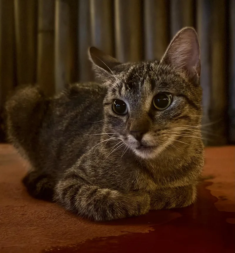 A baby medium-sized female American Shorthair cat named Val for adoption in Plymouth, MN