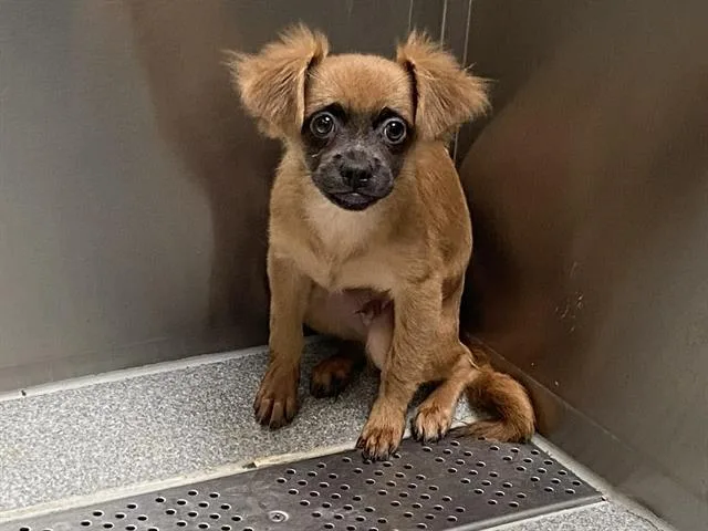 A baby small-sized male Papillon dog named Gator for adoption in Tustin, CA