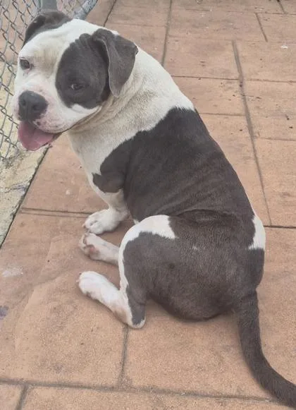 An adult small-sized female Bull Terrier dog named Queen for adoption in Shreveport, LA