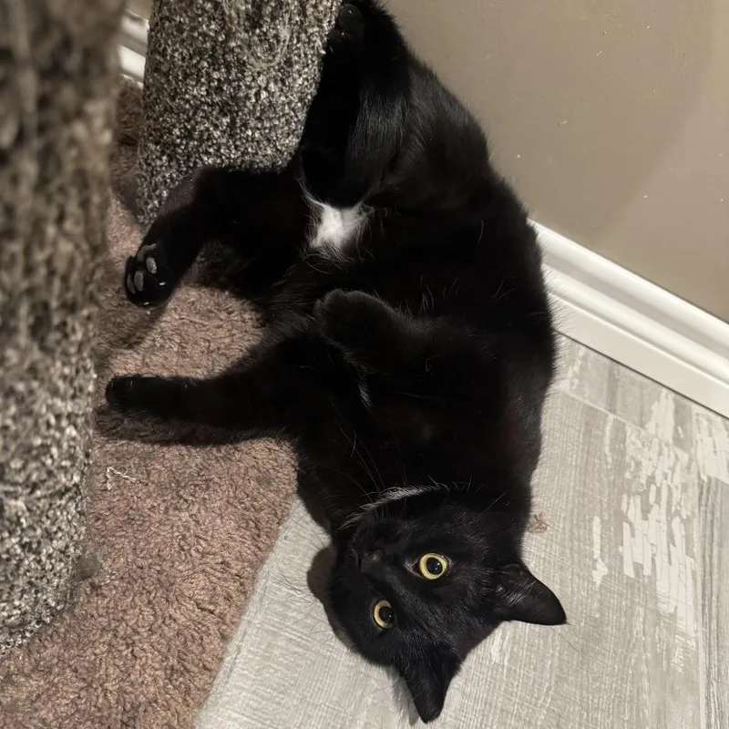 An adult small-sized female Domestic Short Hair cat named Evette for adoption in Tulsa, OK