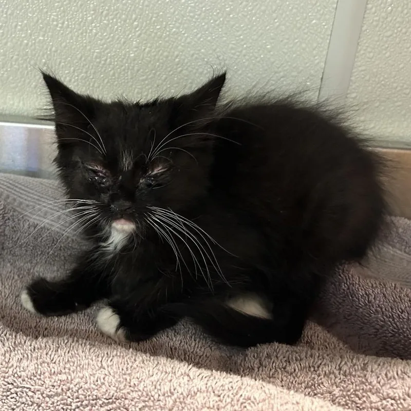 A baby small-sized female Black Domestic Medium Hair cat named IVHSStray for adoption in San Gabriel, CA