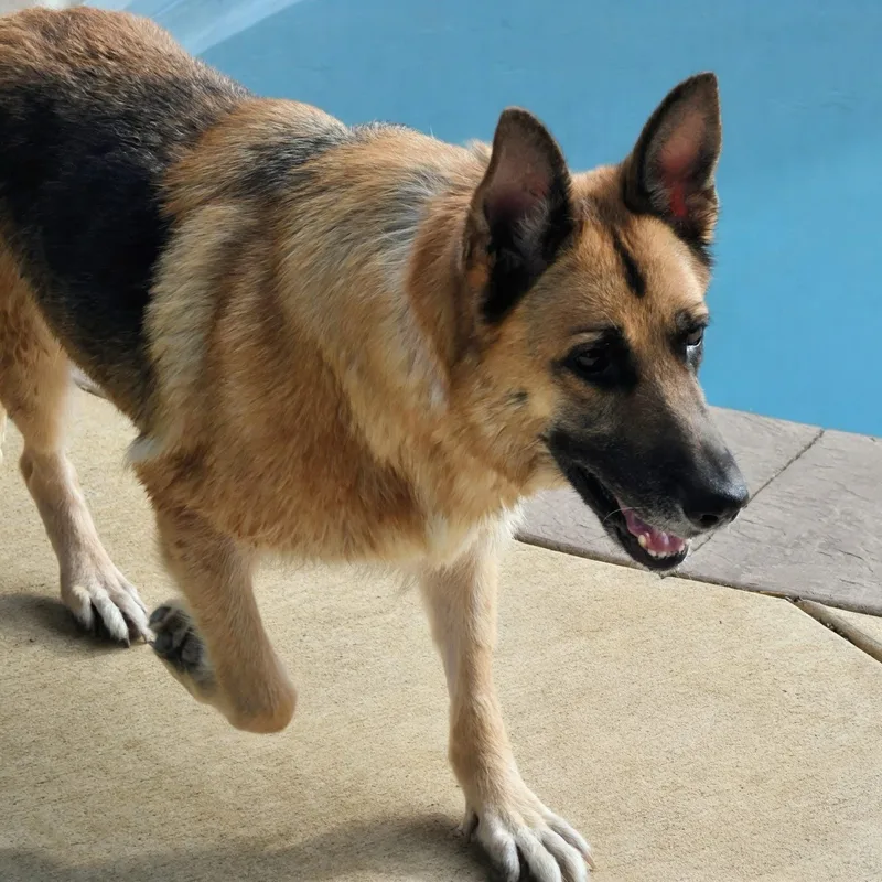 A senior large-sized female Brown / Chocolate German Shepherd Dog dog named Missy for adoption in Spring hill, TN