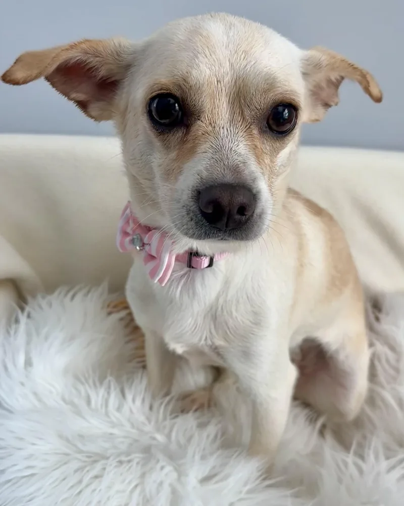 A young small-sized female Yellow / Tan / Blond / Fawn Chihuahua dog named Amethyst for adoption in Lawrenceville, GA