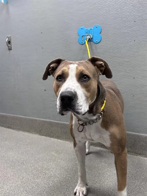 An adult large-sized male Pit Bull Terrier dog named Ocean Tide for adoption in Las Vegas, NV