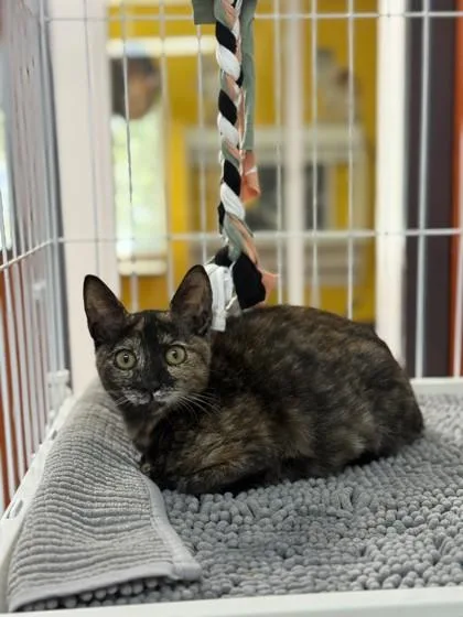 A young small-sized female Domestic Short Hair cat named Sicilia for adoption in North Miami Beach, FL