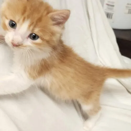 A baby small-sized male Domestic Long Hair cat named Benji for adoption in Kirksville, MO