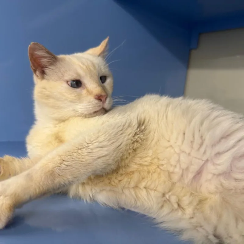 An adult medium-sized male Flame Point Siamese cat named Hikaru for adoption in Lauderhill, FL